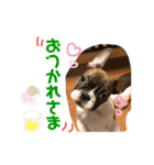 ブルート軍団 チャーリー（個別スタンプ：11）