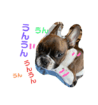 ブルート軍団 チャーリー（個別スタンプ：13）