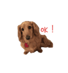 お犬さんのスタンプ（個別スタンプ：1）