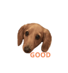 お犬さんのスタンプ（個別スタンプ：2）