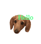 お犬さんのスタンプ（個別スタンプ：5）