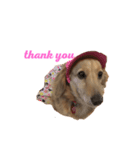 お犬さんのスタンプ（個別スタンプ：7）