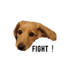 お犬さんのスタンプ（個別スタンプ：8）