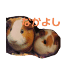 もふもふ一（個別スタンプ：1）