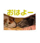 もふもふ一（個別スタンプ：2）