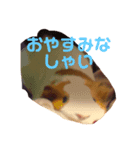 もふもふ一（個別スタンプ：3）