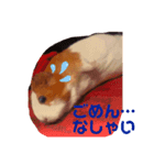 もふもふ一（個別スタンプ：4）