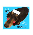 ミニチュアダックスフンド さくら（個別スタンプ：4）