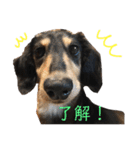 ミニチュアダックスフンド さくら（個別スタンプ：8）