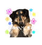 ミニチュアダックスフンド さくら（個別スタンプ：10）