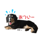 ミニチュアダックスフンド さくら（個別スタンプ：19）