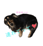 ミニチュアダックスフンド さくら（個別スタンプ：23）