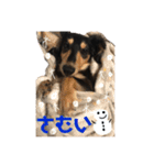 ミニチュアダックスフンド さくら（個別スタンプ：24）