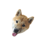 柴犬きなっぺ（個別スタンプ：1）