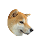 柴犬きなっぺ（個別スタンプ：2）