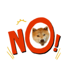 柴犬きなっぺ（個別スタンプ：4）