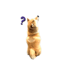 柴犬きなっぺ（個別スタンプ：5）