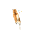 柴犬きなっぺ（個別スタンプ：6）