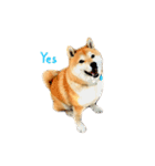 柴犬きなっぺ（個別スタンプ：7）