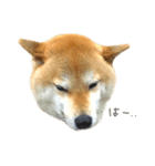 柴犬きなっぺ（個別スタンプ：8）