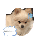 ポメラニアン好きな人のためのスタンプ(^^)（個別スタンプ：6）