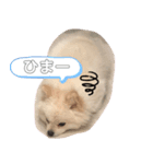 ポメラニアン好きな人のためのスタンプ(^^)（個別スタンプ：8）