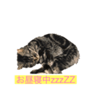 パール様（個別スタンプ：1）