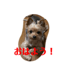 ボクはノエル ヨーキー（個別スタンプ：5）