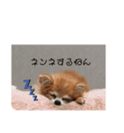 チワワンズ2020（個別スタンプ：3）