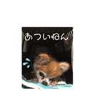 チワワンズ2020（個別スタンプ：8）