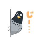 のんびり鳩スタンプ（個別スタンプ：18）