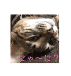 ニャンコ顔で語る（個別スタンプ：1）
