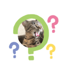 ニャンコ顔で語る（個別スタンプ：4）
