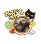 ニャンコ顔で語る（個別スタンプ：7）