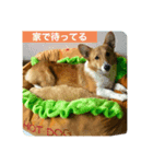 コーギーのCha★Cha（個別スタンプ：2）