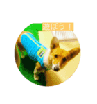コーギーのCha★Cha（個別スタンプ：4）