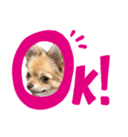 ちゃぴ2（個別スタンプ：3）