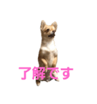 ちゃぴ2（個別スタンプ：6）
