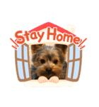 我が家の官兵衛くん。（個別スタンプ：3）