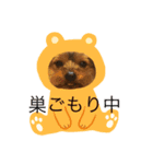 我が家の官兵衛くん。（個別スタンプ：5）