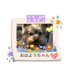 我が家の官兵衛くん。（個別スタンプ：8）