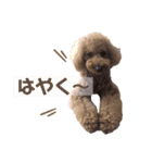 クゥさまスタンプ（個別スタンプ：9）
