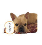 フレブル まるる（個別スタンプ：9）