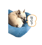 フレブル まるる（個別スタンプ：10）