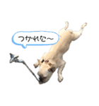 フレブル まるる（個別スタンプ：11）