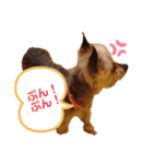 まいにちチェリーちゃん（個別スタンプ：5）