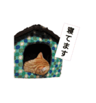 猫のいる生活"（個別スタンプ：1）