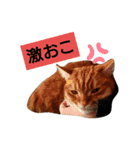 猫のいる生活"（個別スタンプ：3）