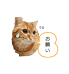 猫のいる生活"（個別スタンプ：4）