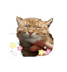 猫のいる生活"（個別スタンプ：6）